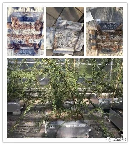 【喜大普奔】歐西建科耐根穿刺防水卷材順利通過北京園林所檢測！